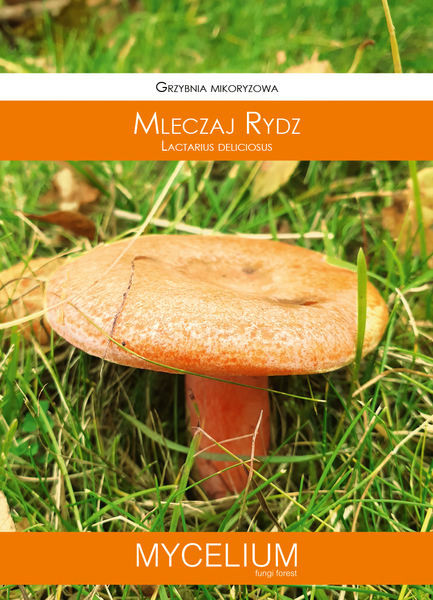60ml mleczaj rydz.jpg