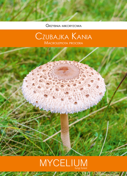 60ml czubajka kania.jpg