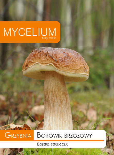 10g borowik brzozowy.jpg