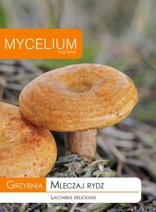 Grzybnia MLECZAJ RYDZ 10g Mycelium