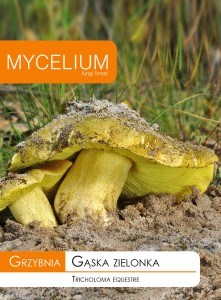 Grzybnia GĄSKA ZIELONKA 10g Mycelium