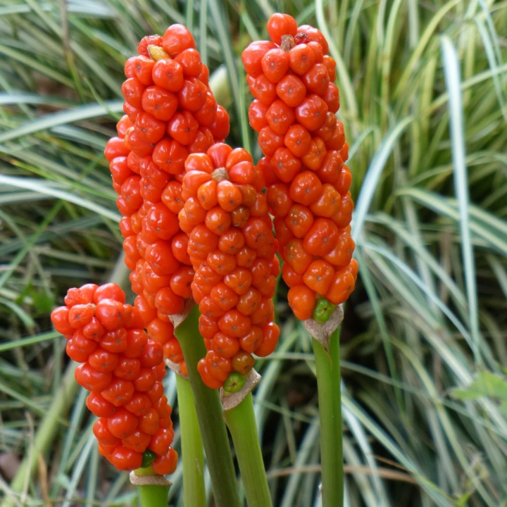 arum-italicum-obrazki-wloskie.jpg