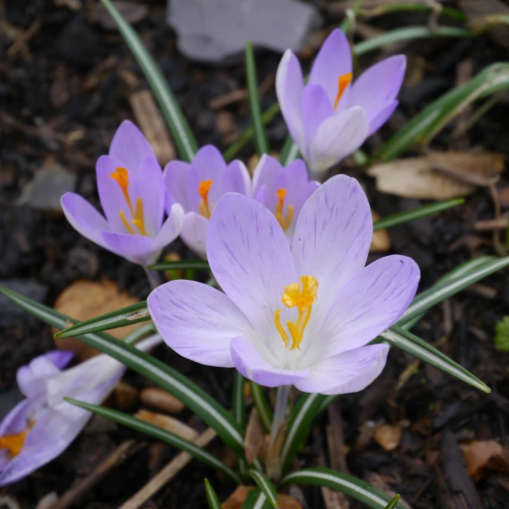 krokus Rosalind.jpg