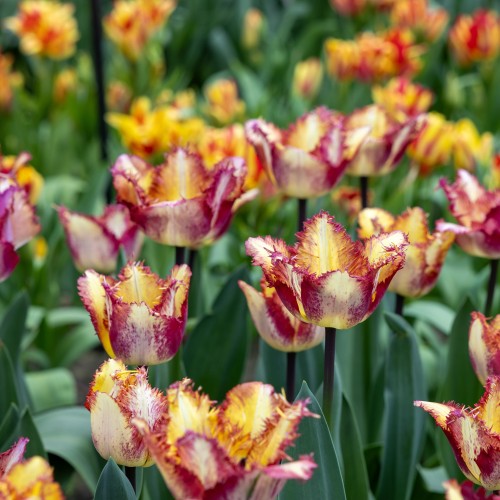 tulipan Colour Fusion.jpg