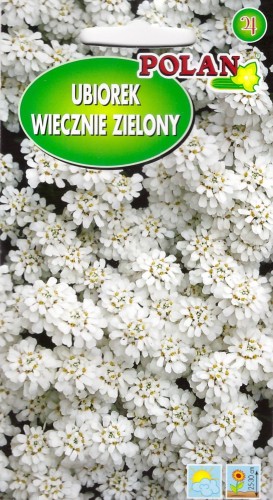 ubiorek wiecznie zielony pol.jpg