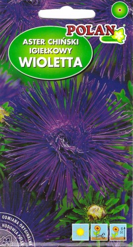 aster wioletta pol.jpg