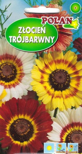 zlocien trojbarwny pol.jpg