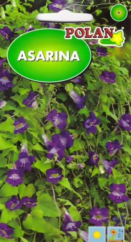 asarina pol.jpg
